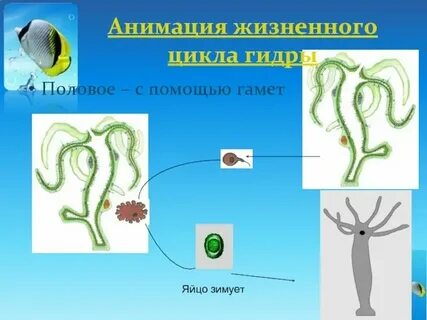 Пресноводная гидра осенью