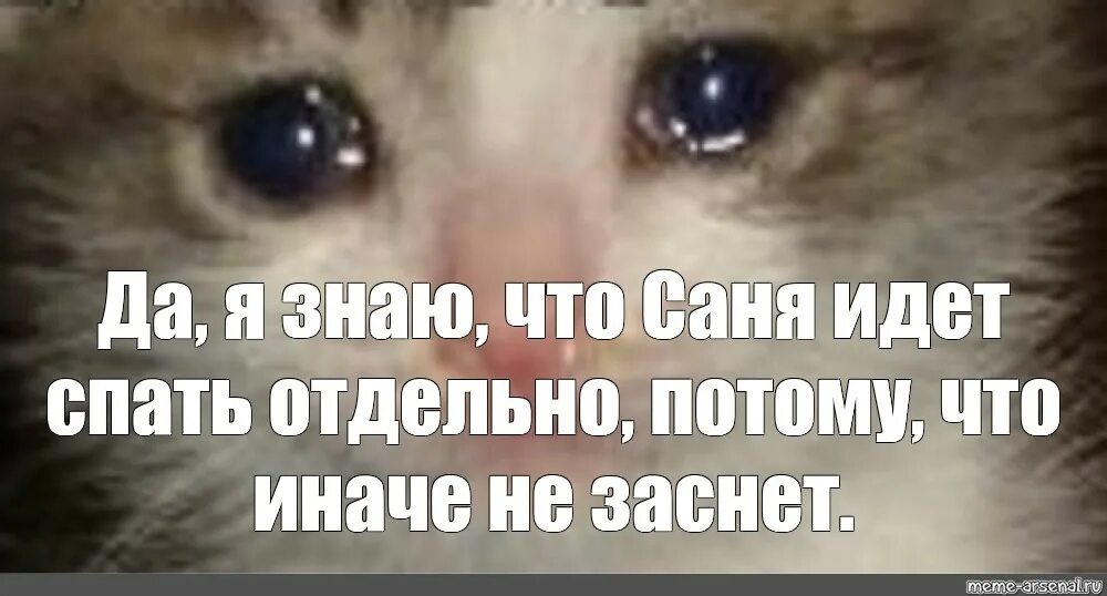 Где можно спокойно. Плачущий кот. Кот с заплаканными глазами. Плачущий кот Мем.