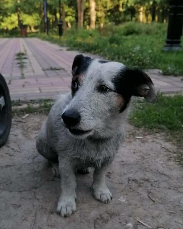 Животные красногорск. Животные красногорск. Животные красногорска. Животные красногорск. Груминг красногорск.