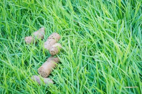 Экскременты собаки