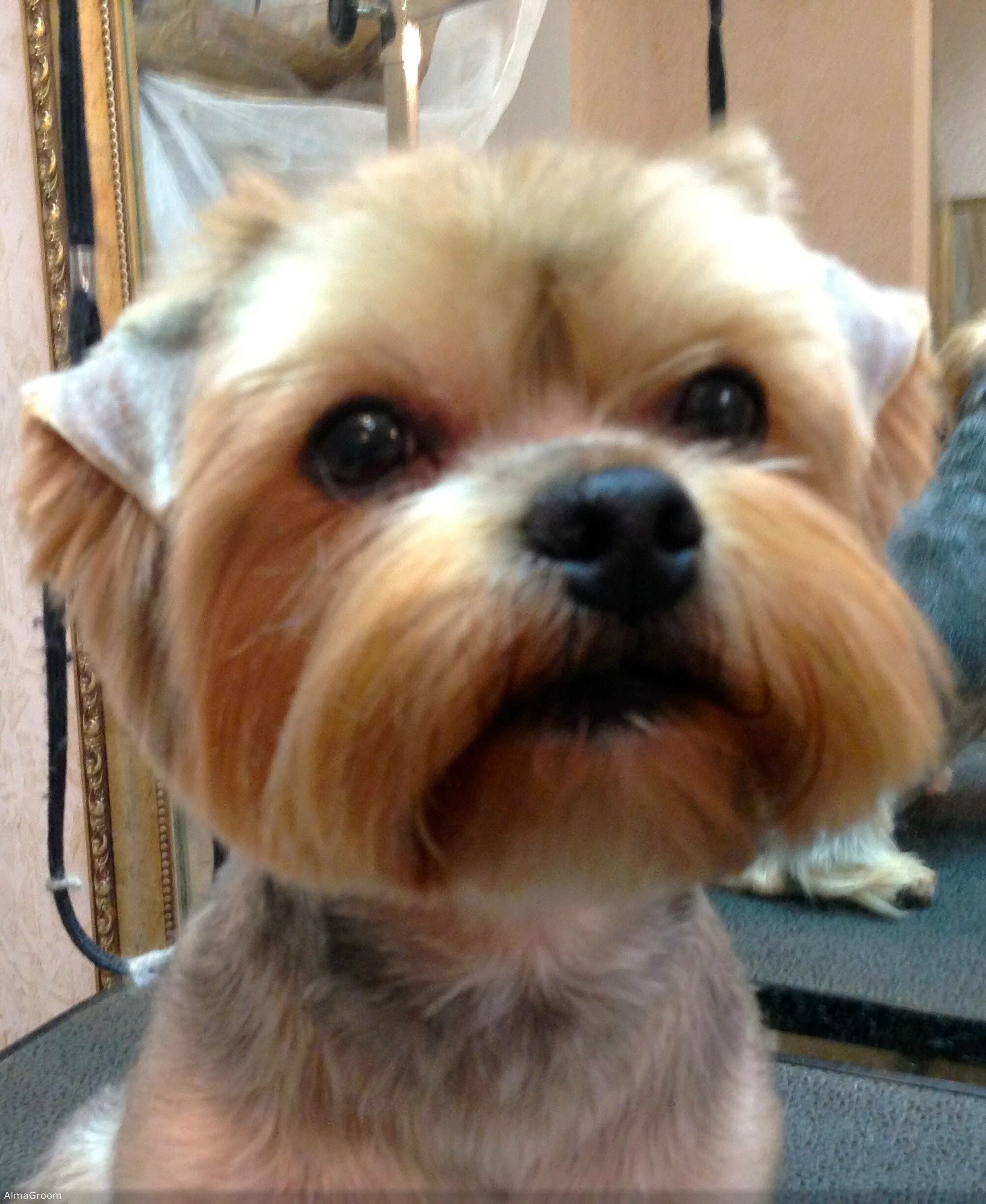 Стрижка йорка с висячими ушами. Стрижка йорка. Стрижка йорка мальчика. Стрижка для йорка с висячими ушками. Йорк с висячими ушами.