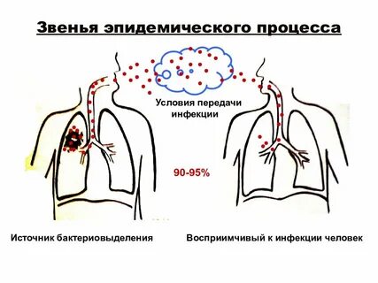 Эпидемиологические звенья
