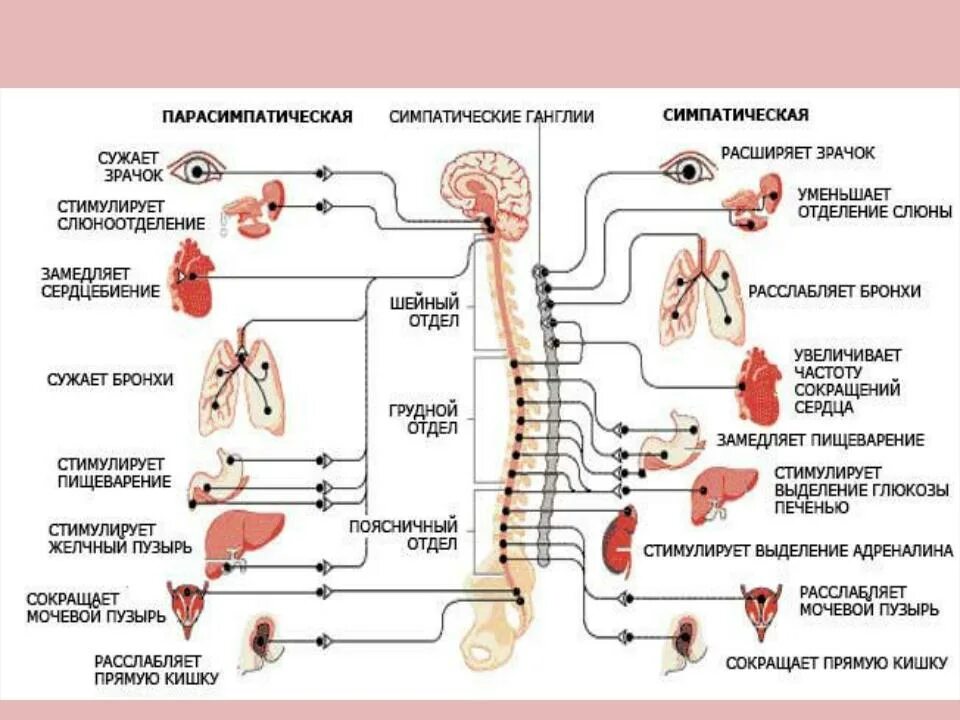Схема нервно-рефлекторной регуляции деятельности сердца. Функции симпатической вегетативной нервной системы. Симпатическая регуляция работы органов. Регуляция работы сердца. Органы иннервации симпатической нервной системы.