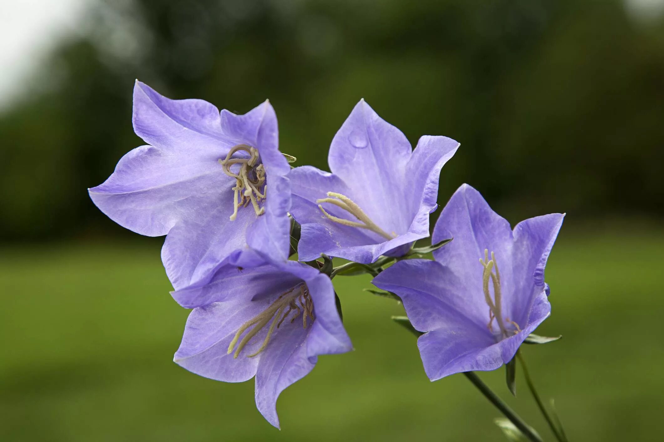 Колокольчик озеро. Колокольчик персиколистный (Campanula persicifolia l.). Колокольчик персиколистный (Campanula persicifolia `Takion White`). Колокольчик персиколистный (Campanula persicifolia `Takion Blue`). Колокольчик персиколистный (Campanula persicifolia).