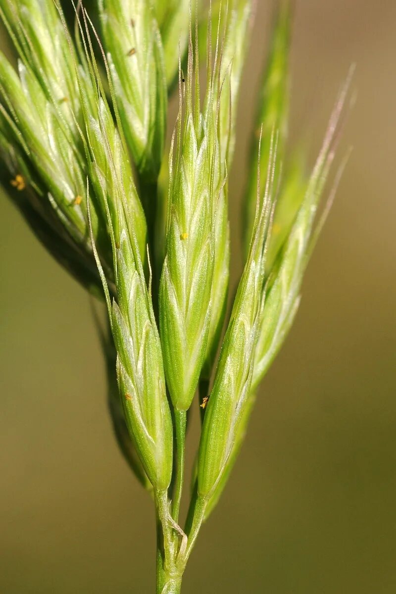 Злаки однодольные. Растение мятликовые злаковые. Мятликовые (poaceae). Семейства злаковые мятликовые представители. Растение мятликовые злаковые.