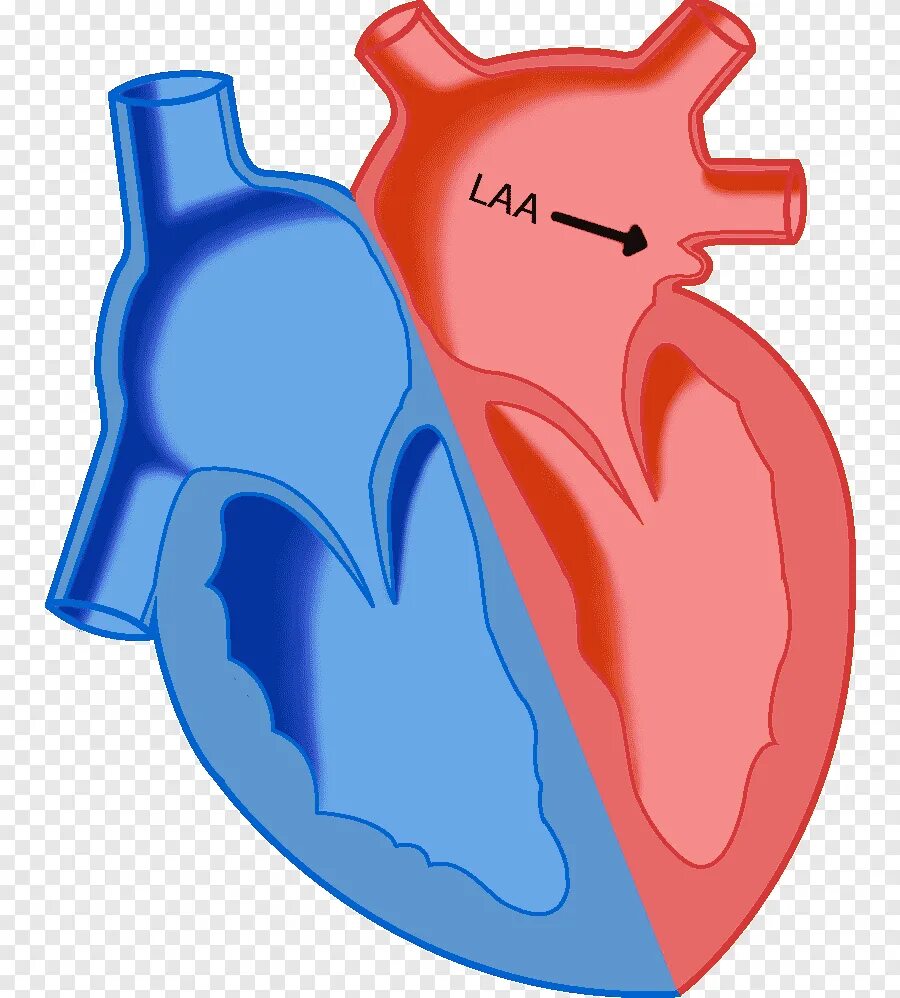 Предсердие желудка. Предсердия и желудочки сердца. Правый желудочек сердца человека. Левый желудочек сердца. Сердце правое и левое предсердие и желудочек.