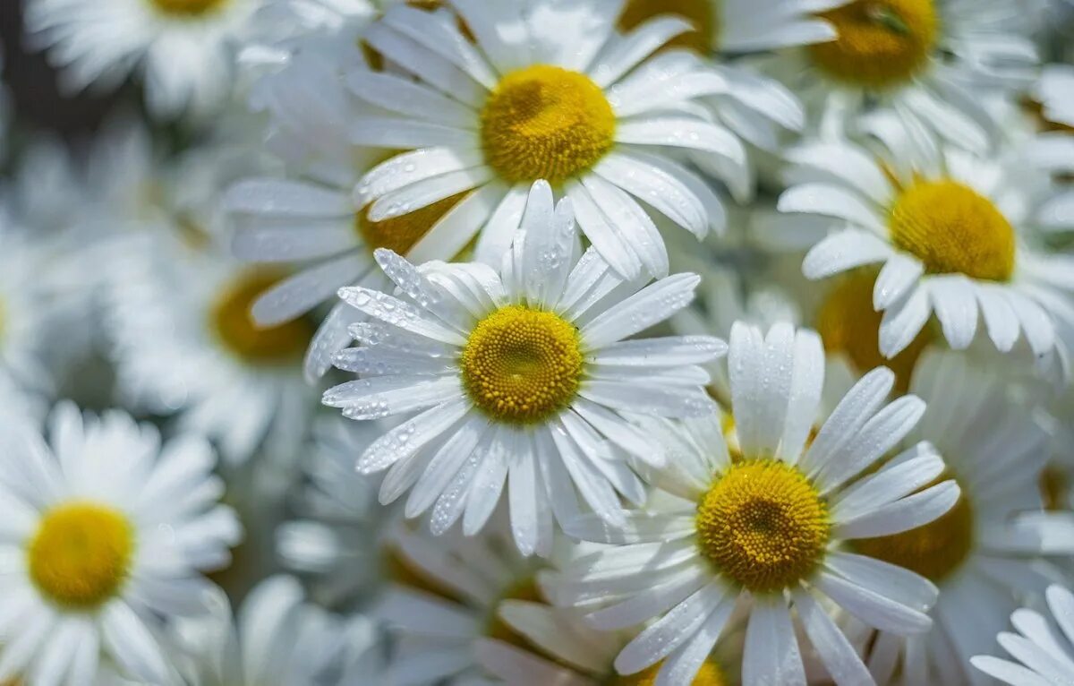 Сон белые ромашки. Ромашки минимализм. Ромашковое поле дзержинск. Сон белые ромашки. Сон белые ромашки.