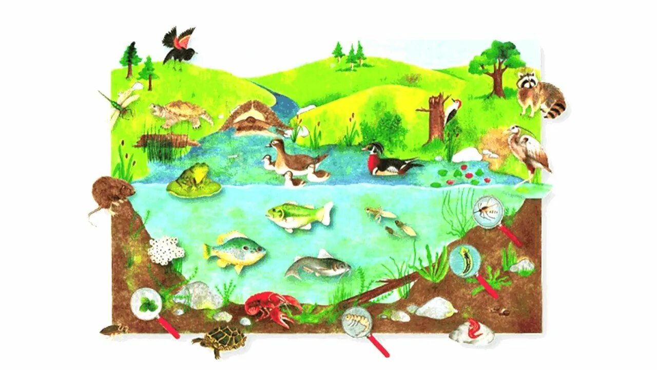 Задания по теме среда обитания. Экосистема пруда. Экосистемы для дошкольников. Природное сообщество и экосистема. Места обитания животных.