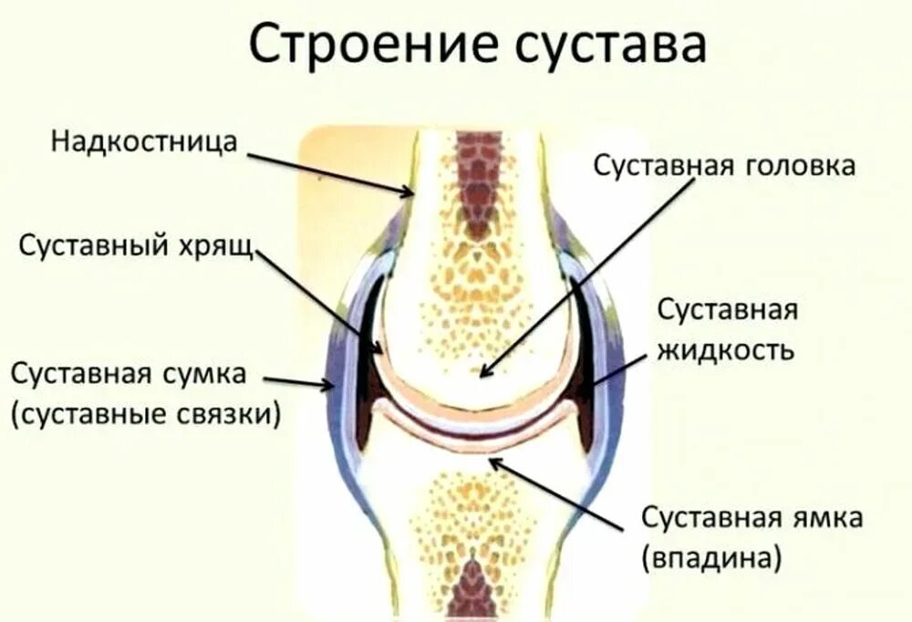 Какие функции выполняют суставные хрящи