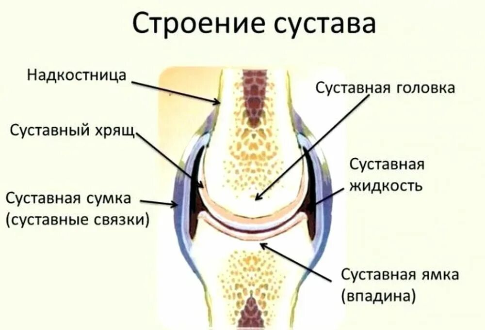 Строение сустава суставная впадина. Схематическое строение сустава. Строение сустава человека рисунок. Суставная полость схема. В правое колено долили слой