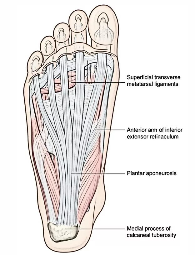 Подошвенный апоневроз стопы анатомия. Плантарная подошвенная фасция. Мышцы стопы анатомия подошвенная. Плантарная фасция стопы анатомия. Каналы подошвы