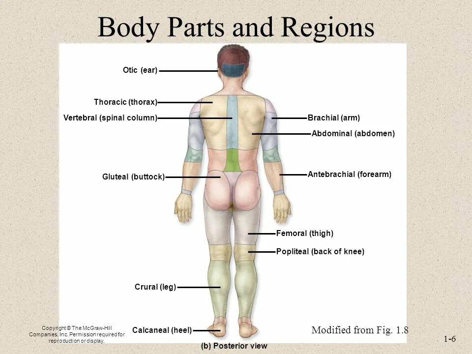 Body plan. Антериор и постериор перевод. Ventral перевод. Sponge structure. Стандарт анатомикал позитион.