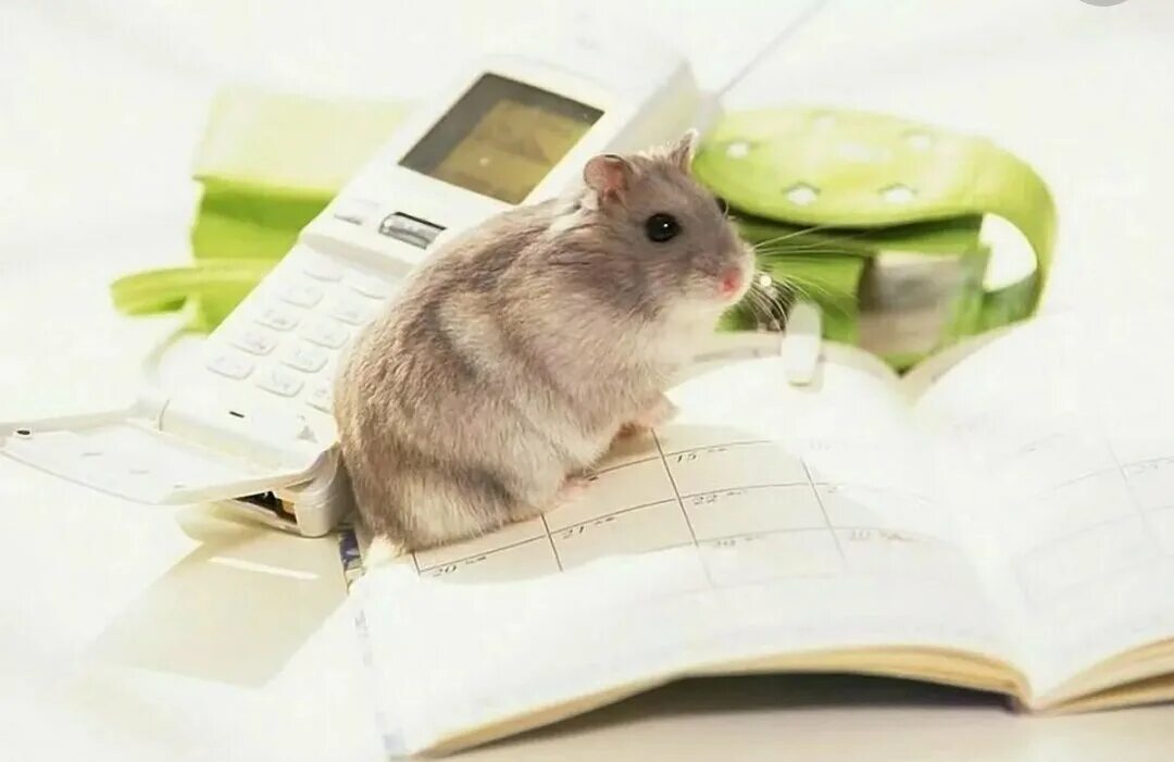 Хомячки телефон. Мышки в книжке. Хомяк. Умный хомяк. Хомячок с книжкой.