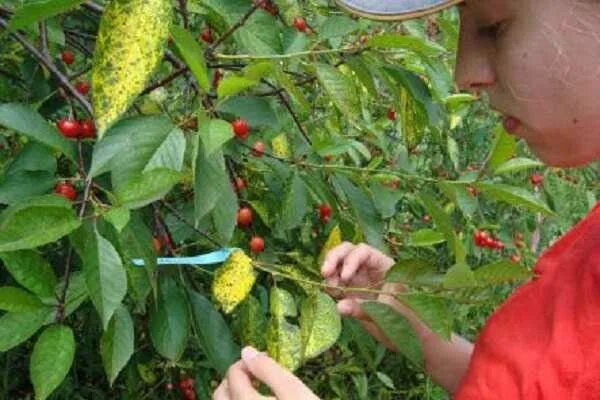 Коккомикоз - причины, симптомы и меры борьбы Plants, Pests, Insects