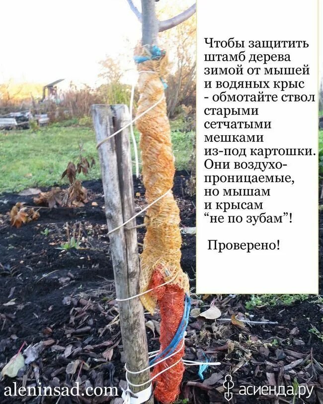 Как защитить молодую яблоню от грызунов зимой. Защита ствола дерева от грызунов. защита яблонь от грызунов. защита деревьев от грызунов на зиму. защита саженцев от грызунов зимой.