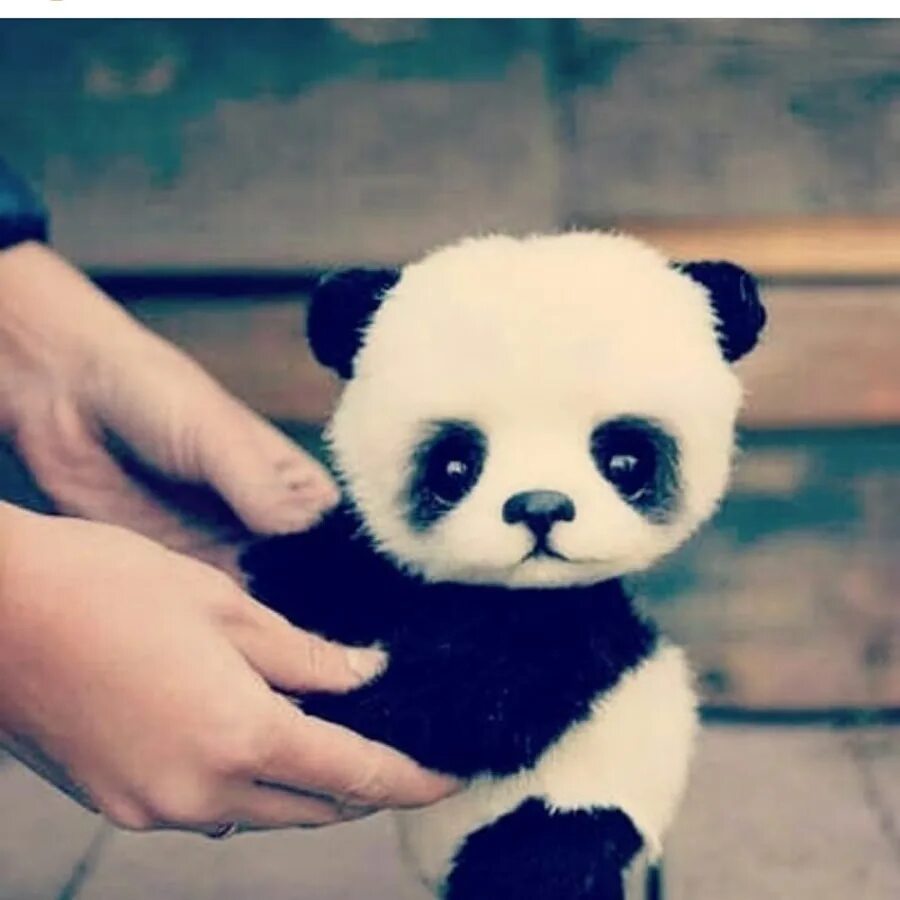 Живая панда цена в россии. Панда настоящая. Маленькие панды. Самый милый Панда в мире. Милые пандочки маленькие.