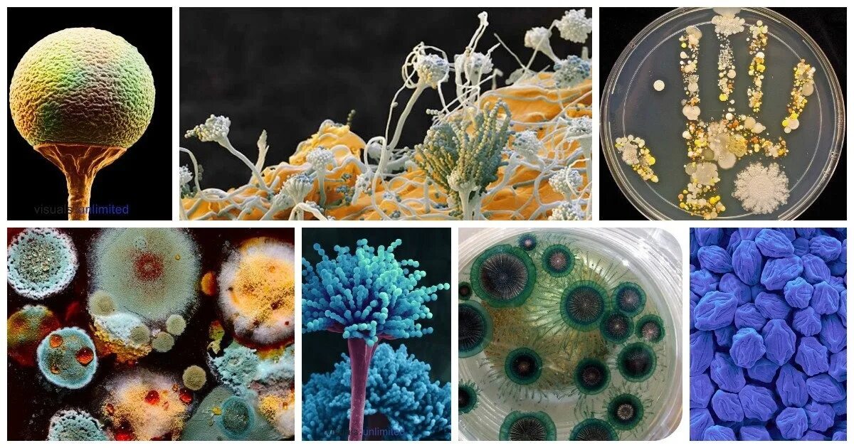 Мукор редуцент. Penicillium notatum пенициллин. Плесневые грибы пеницилл аспергилл. Плесень пеницилл. Плесневые грибы пенициллин.