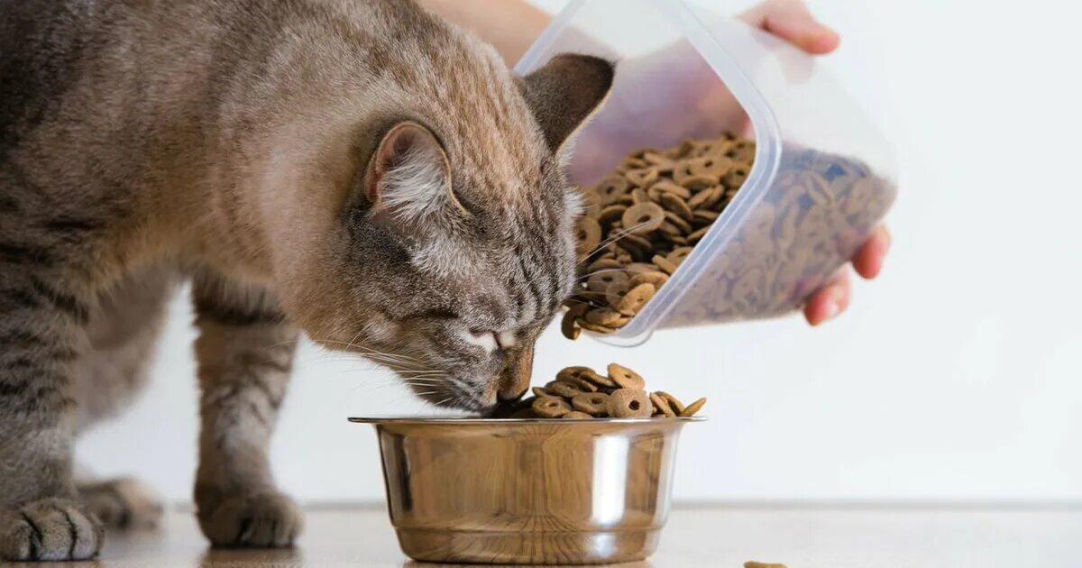 Где хранить кошачий корм. Корм для кошек. коты с кормом. кот кушает корм. кормящая кошка.