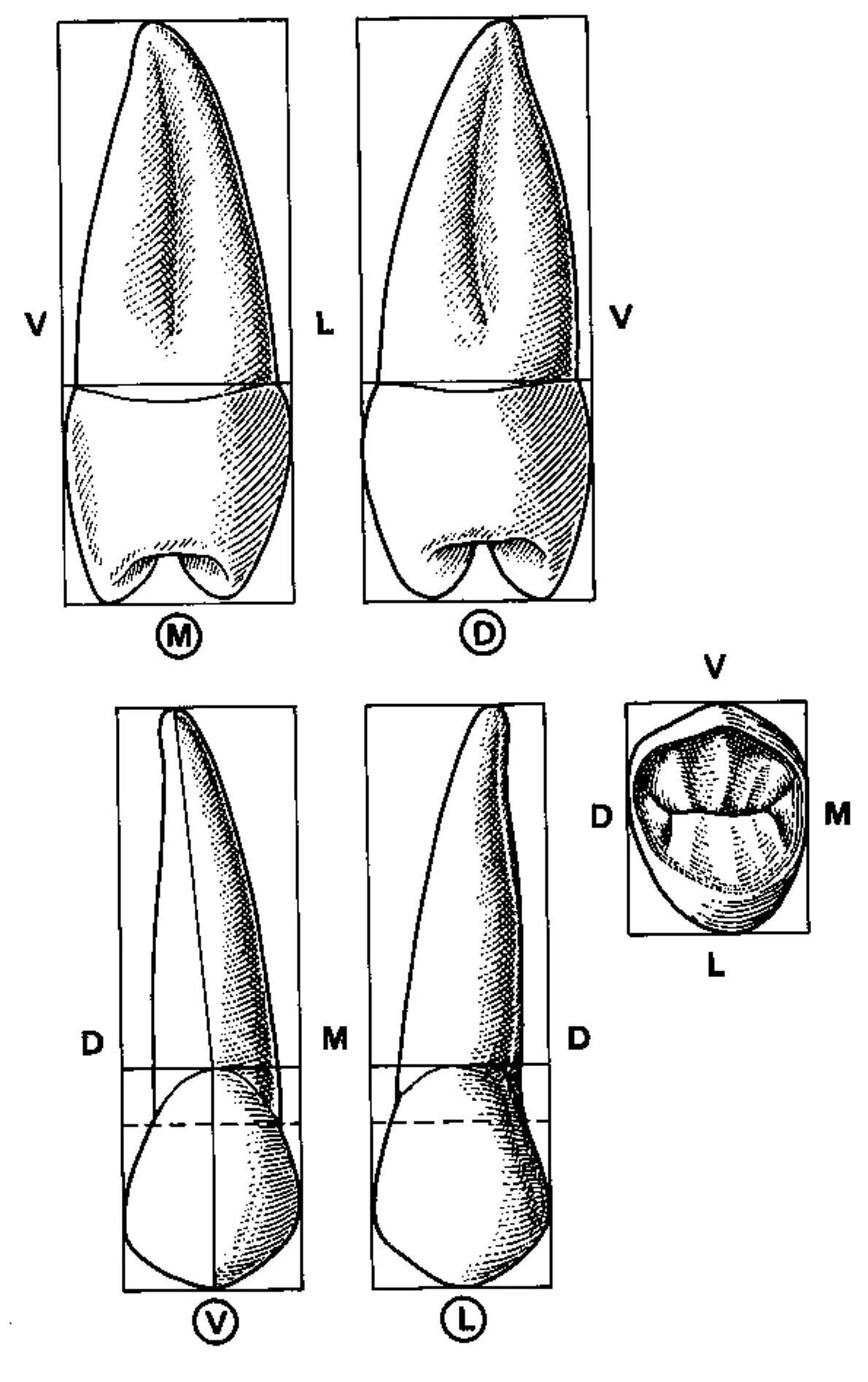 Второй премоляр верхней челюсти анатомия. Первый премоляр верхней челюсти анатомия. 1 Премоляр нижней челюсти анатомия. Премоляр верхней челюсти анатомия. 1 верхний 12 б