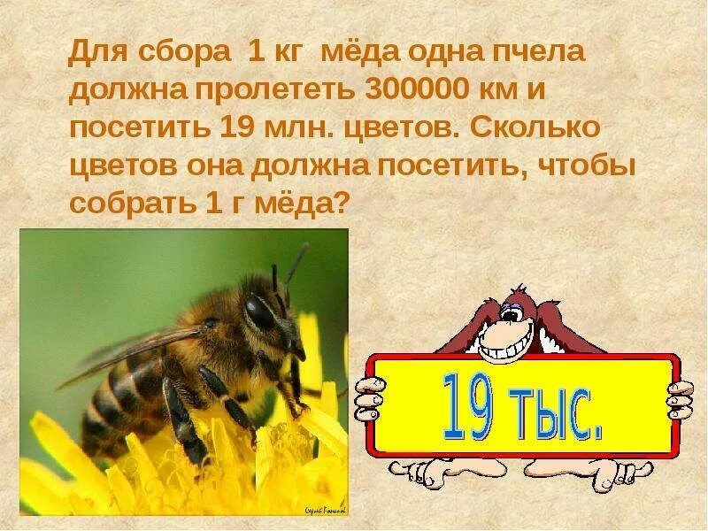 Сколько пчелы дают. Сообщение о пчеле 1 класс. Одна пчела. Сколько меда дает 1 пчела. Пчела приносит мед.