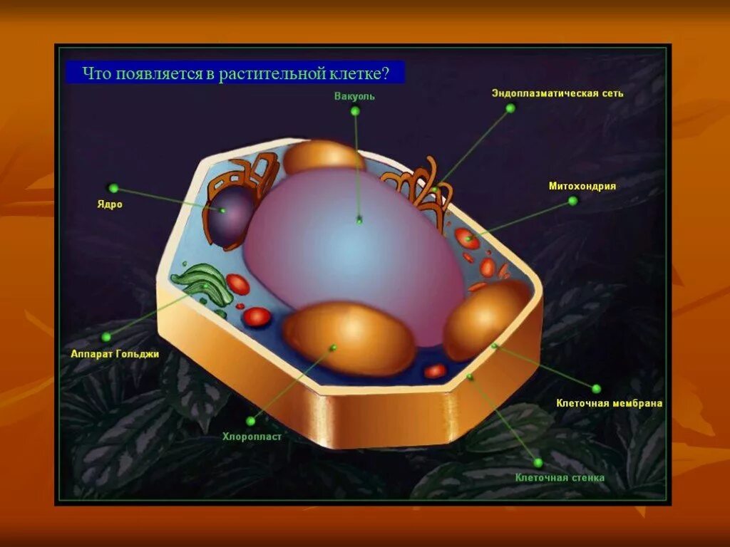 Ядро растительной клетки. Строение растительной клетки. Ядро клетки растения. Модель ядерной клетки растения. Растительная клетка наличие ядра