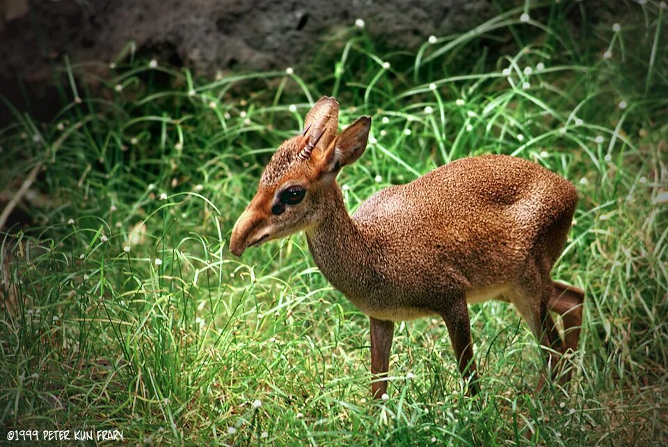 Карликовая антилопа 5 букв на о начинается. Карликовая антилопа (neotragus pygmaeus). антилопа дукер. суни (антилопа). дукер олень.