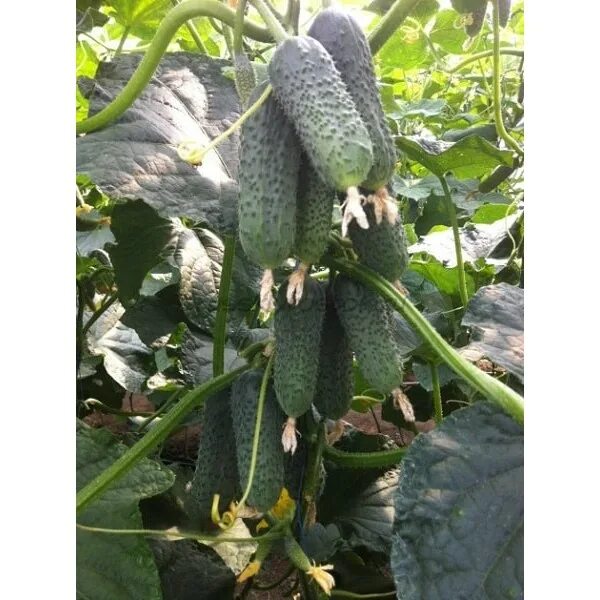 Огурцов бьерн. Огурцы сорт бьерн. Огурец бьерн f1. Огурец бьерн. Огурец бьерн f1 (500шт) enza zaden.