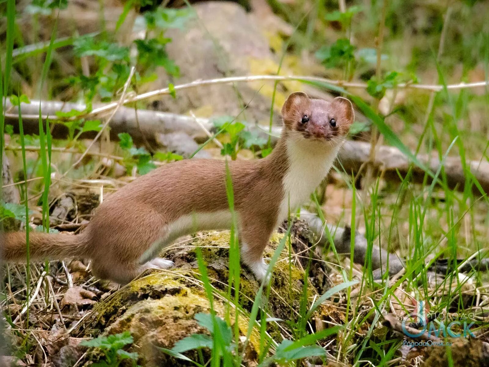 Обитания горностая. Ласка (Mustela nivalis). Куница ласка горностай. Горностай в тайге. Горностай в заповеднике.