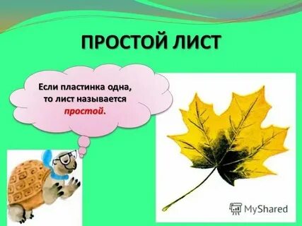 Лист тома