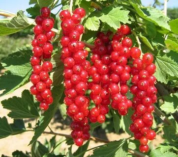 Лучшие сорта красной