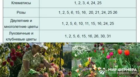 Посадка тюльпанов осенью по лунному календарю 2024