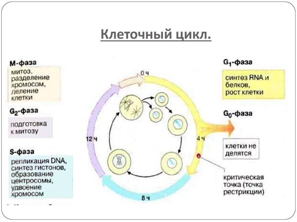 Стадия жизненного цикла клетки схема. Клеточный цикл g0. Фазы клеточного и митотического цикла. Клеточный цикл схема g0. Фаза подготовки клетки к делению