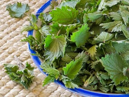 Крапива вкусная