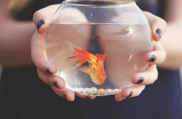 Рыбка исполнения желаний. Золотая рыбка желания. Золотая рыбка исполняет желания. Исполнения всех желаний.