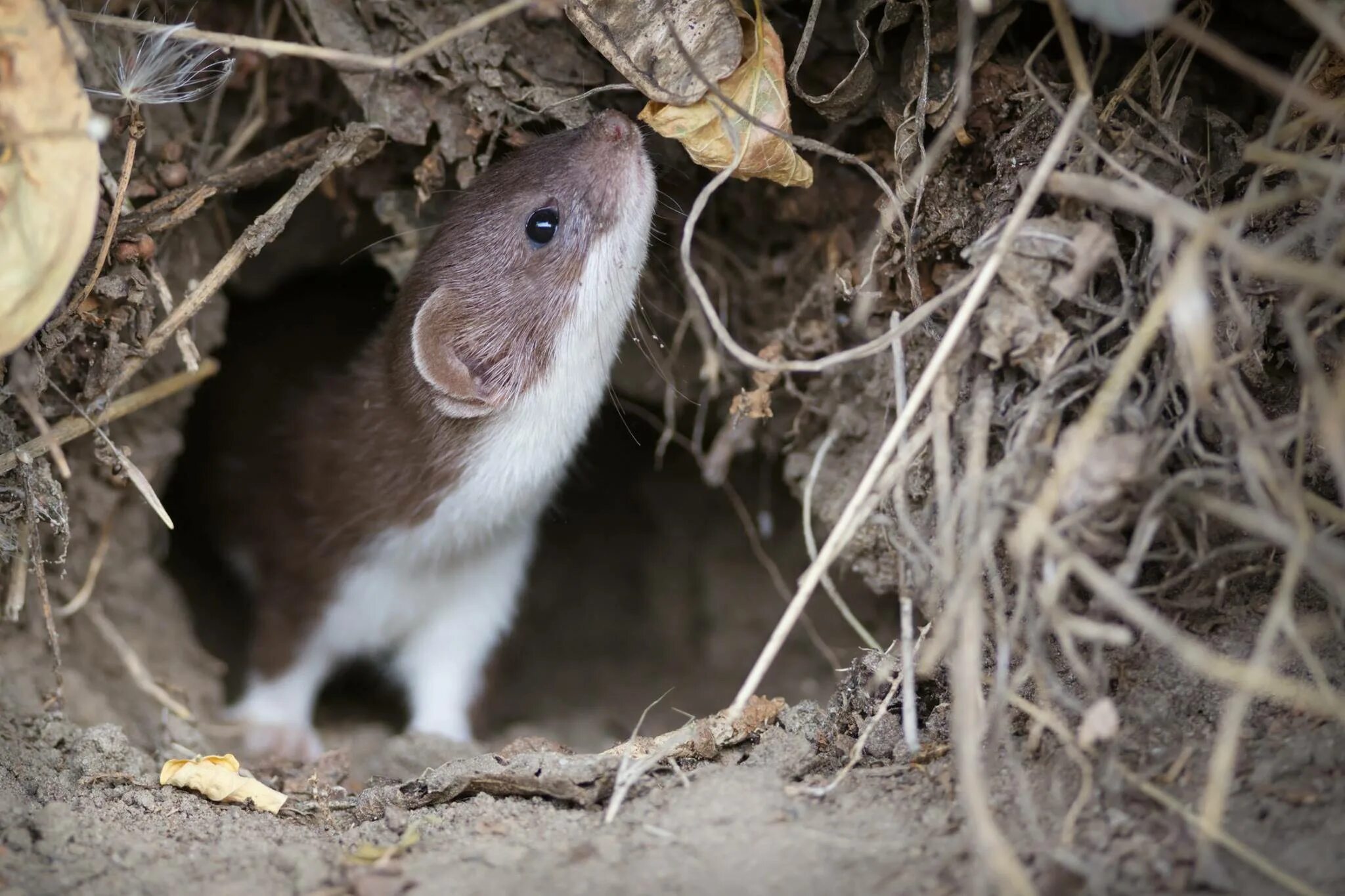 Ласка (Mustela nivalis). Норка полевки. Норка мышки полевки. Норка ловит мышей