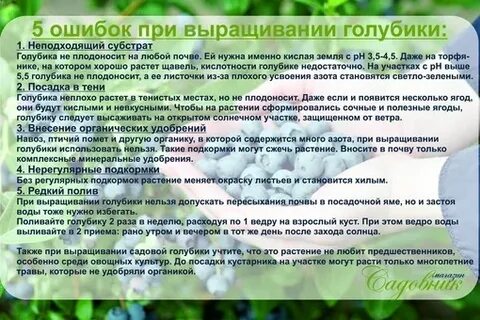 Щавелевая кислота для голубики