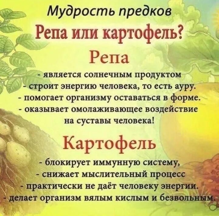 Солнце репа. Чем полезна репа. чем полезна репка. репа польза и вред для здоровья. чем полезна репа для организма.