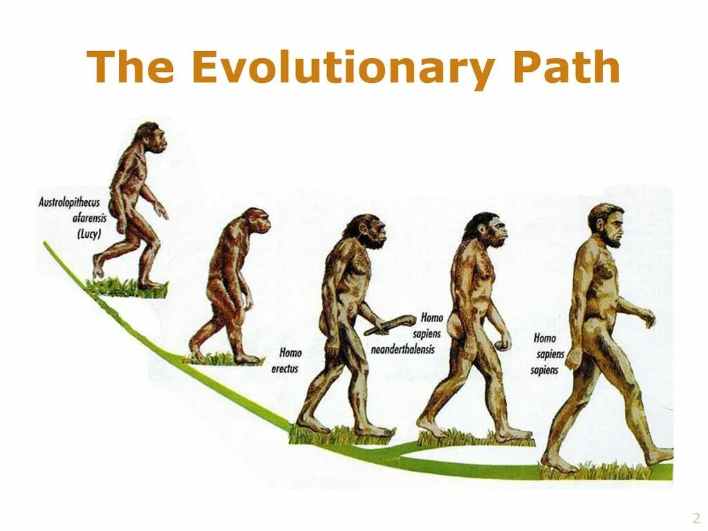 Хомо сапиенс сколько лет существует. Эволюция человека homo sapiens. Эволюция человека хомосапиенс. Эволюция человека до хомо сапиенс. Этапы эволюции хомо сапиенс.