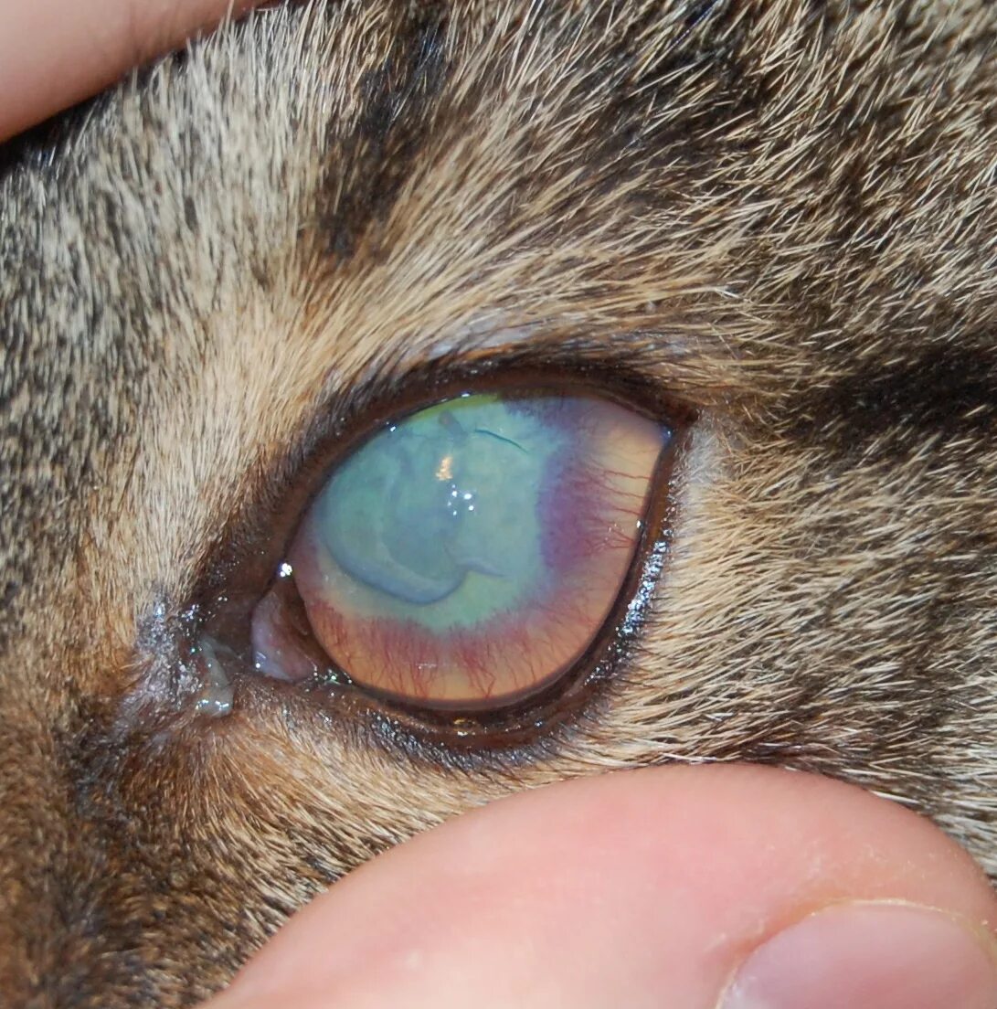 У кота мутные глаза