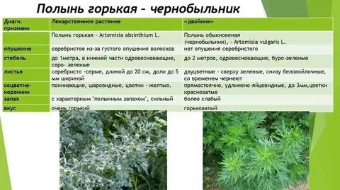 Полынь горькая кратко