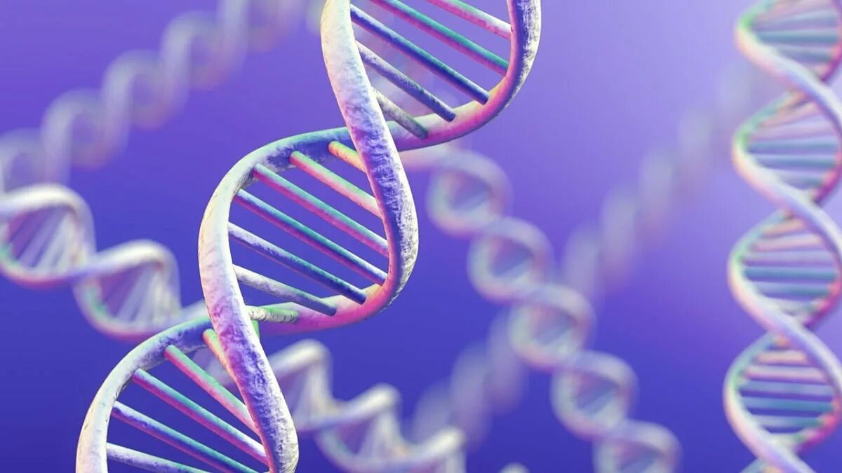 Днк какая форма. ДНК гены геном. ДНК генетика биология. ДНК молекулы наследственности.