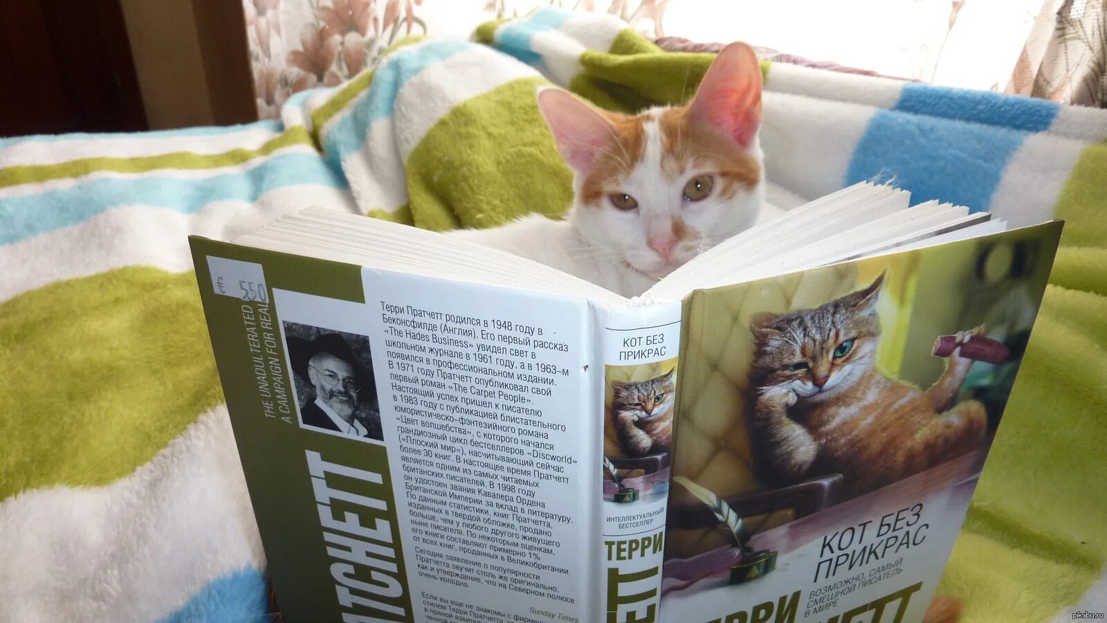 Умный кот. Кот читает. Коты читают книги. Умный кот читает книгу.