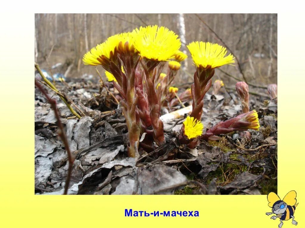 Первоцветы подснежники мать и мачеха. Подснежники мать-и-мачеха первые весенние цветы. Детям о мать и мачехе первоцветы. Подснежник Крокус мать и мачеха. Первые весенние цветы 2 класс