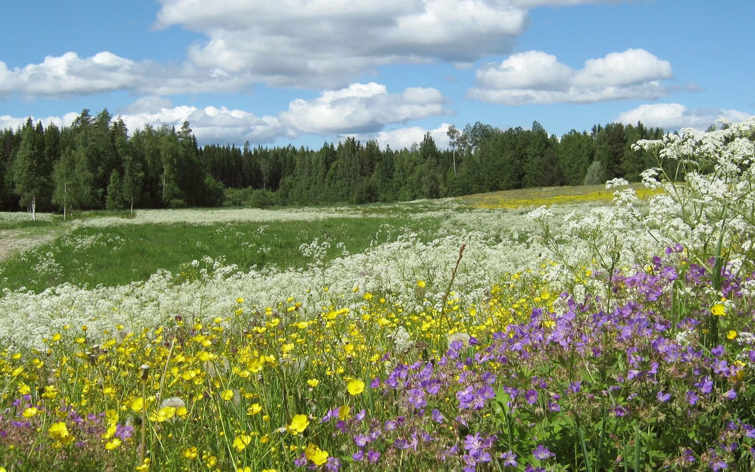 Green meadow цветущий мавританский газон. Красивый луг. Цветущий луг. Фото летнего луга. Цветущее поле.