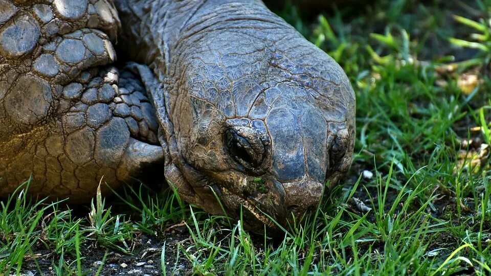 Рептилия в анапе. Пресмыкающиеся черепахи. Галапагосская черепаха. Гигантская черепаха. Анапская черепаха.