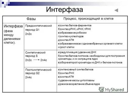 Во время интерфазы митоза
