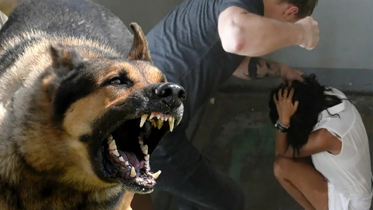 Зек волки песня. Воровской волк. Петюня зона тюремный. Черный волк с белым кончиком хвоста. Зона тюремный роман петюня.