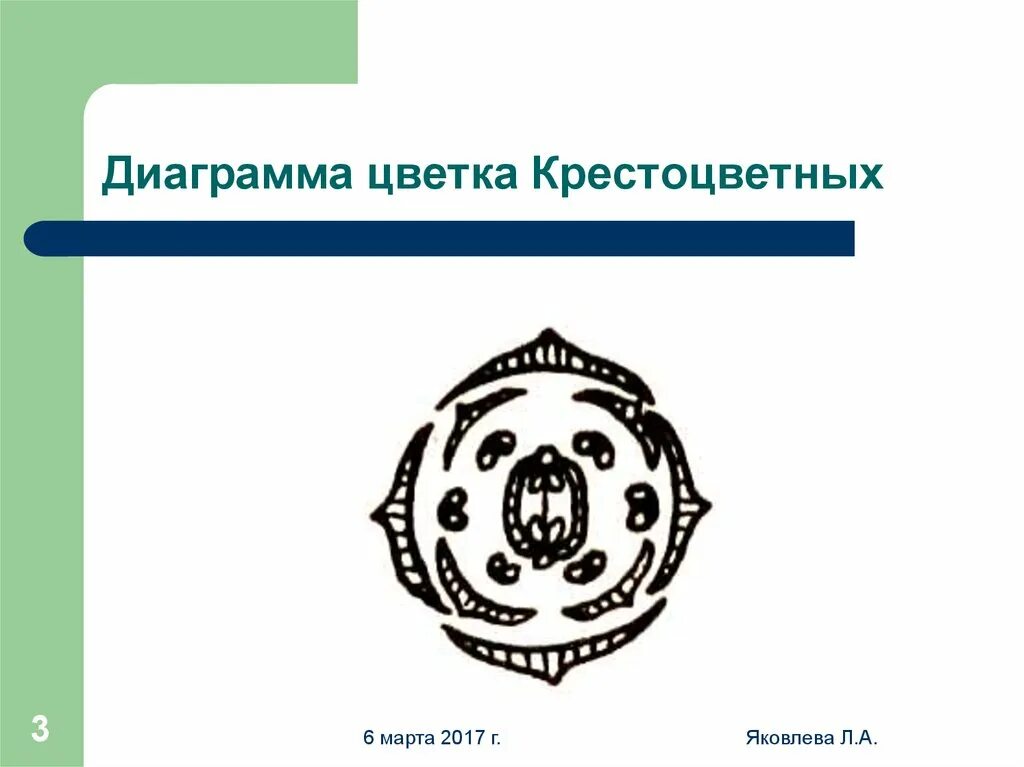 Крестоцветные растения диаграмма цветка. Формула цветка крестоцветных. Строение семени крестоцветных. Диаграмма цветка астроцветных. Формула цветка семейства крестоцветные.