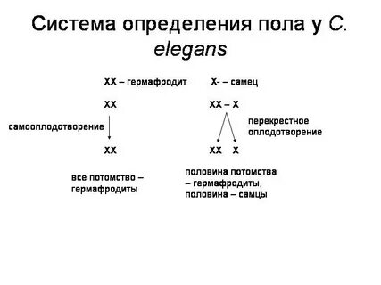 Половая система гермафродита