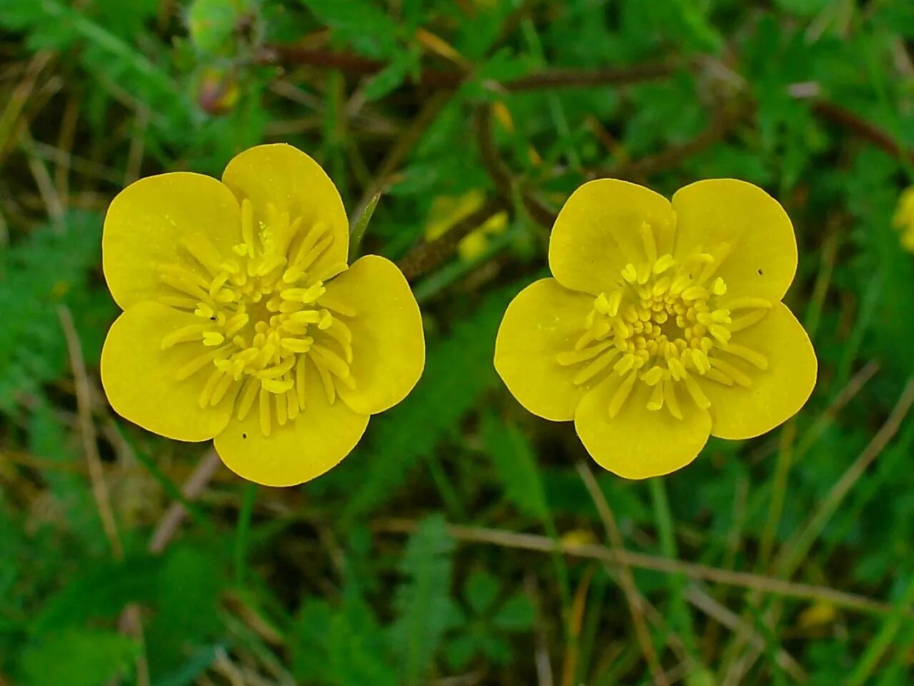 Трава из лютиковых 7 букв. Лютик ядовитый. Лютик ядовитый Ranunculus sceleratus. Лютик ядовитый (Ranunculus sceleratus l.). Лютик Ranunculus bulbosus.